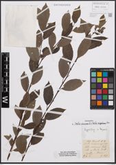 Foto von Salix cinerea L. x Salix nigricans Sm.